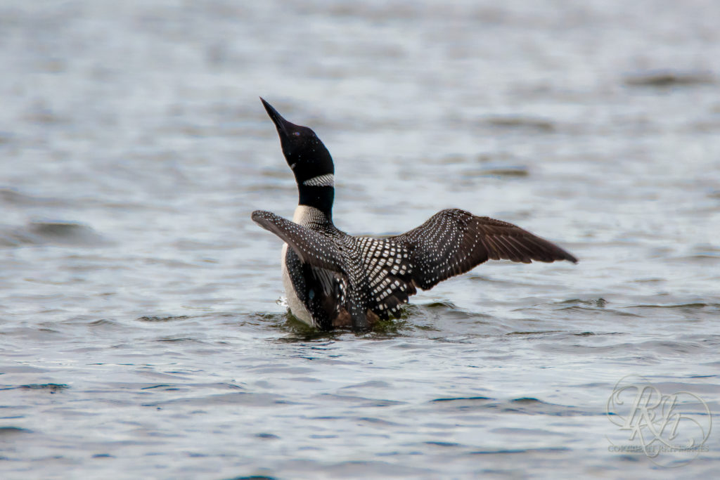 Loon coming out of the water