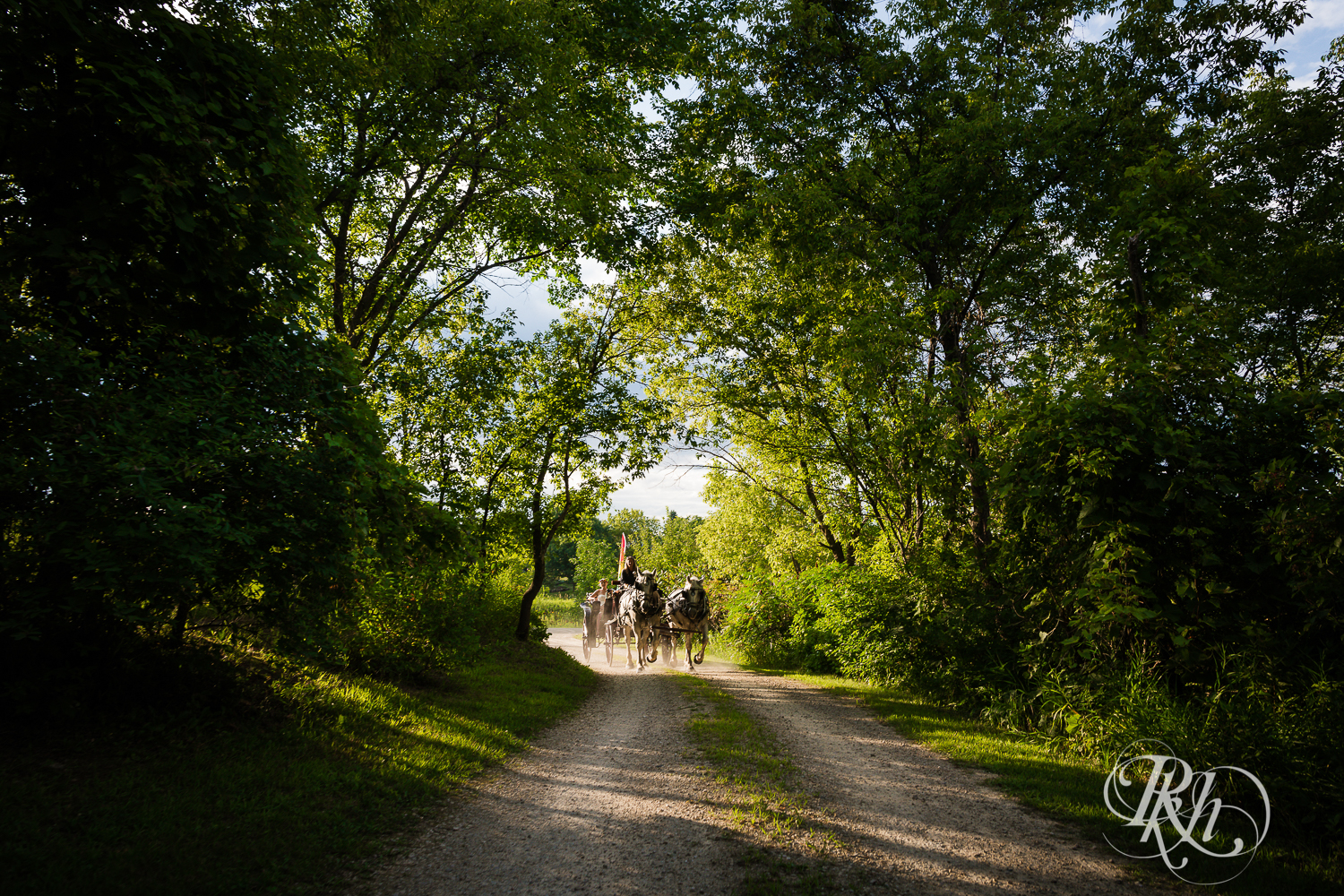 Bride and groom enter reception in horse drawn carriage in Prior Lake, Minnesota. 