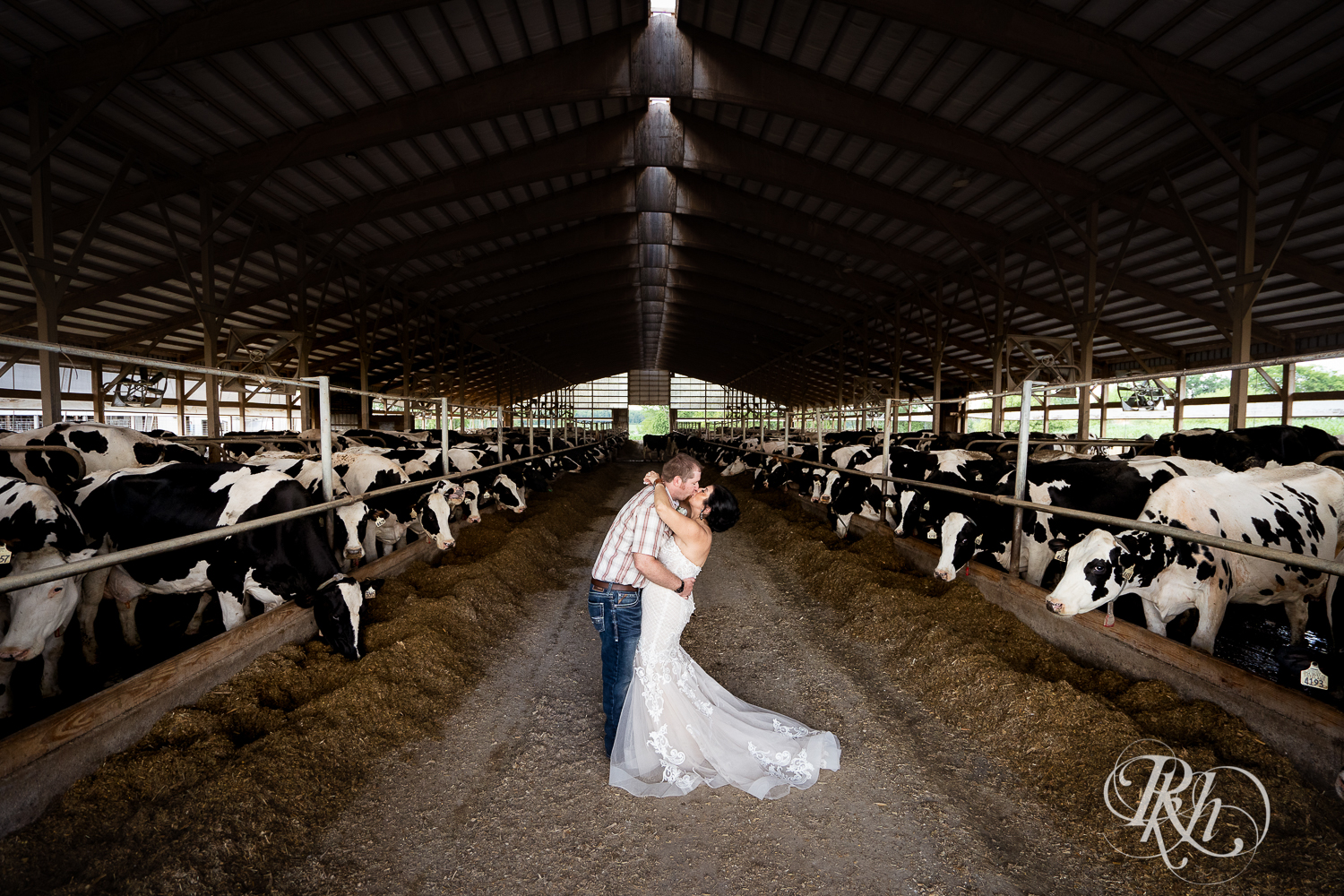 Bride and groom kiss at with cows on either side of them at Croix View Farm in Osceola, Wisconsin.