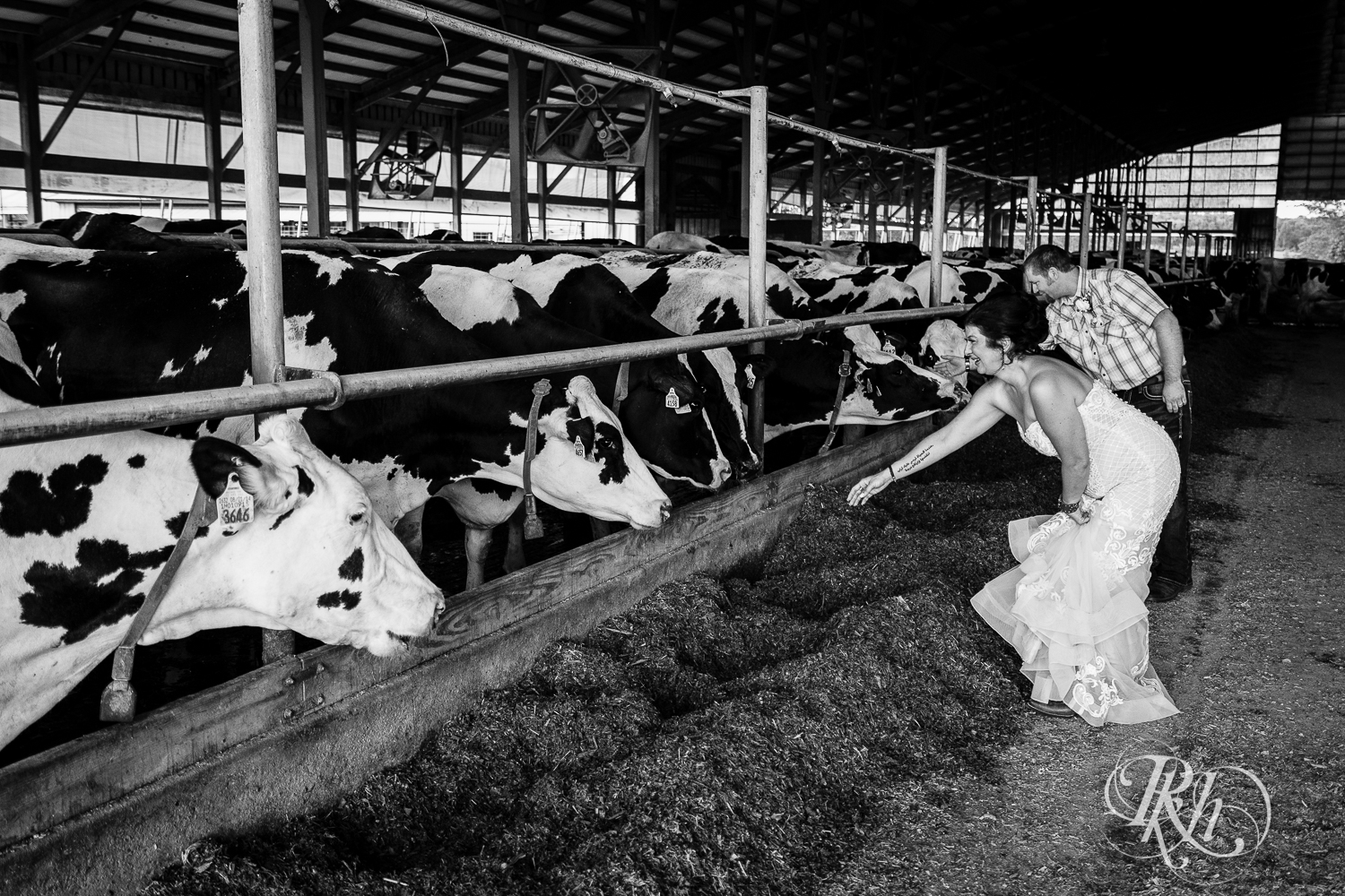 Bride and groom play with cows on either side of them at Croix View Farm in Osceola, Wisconsin.