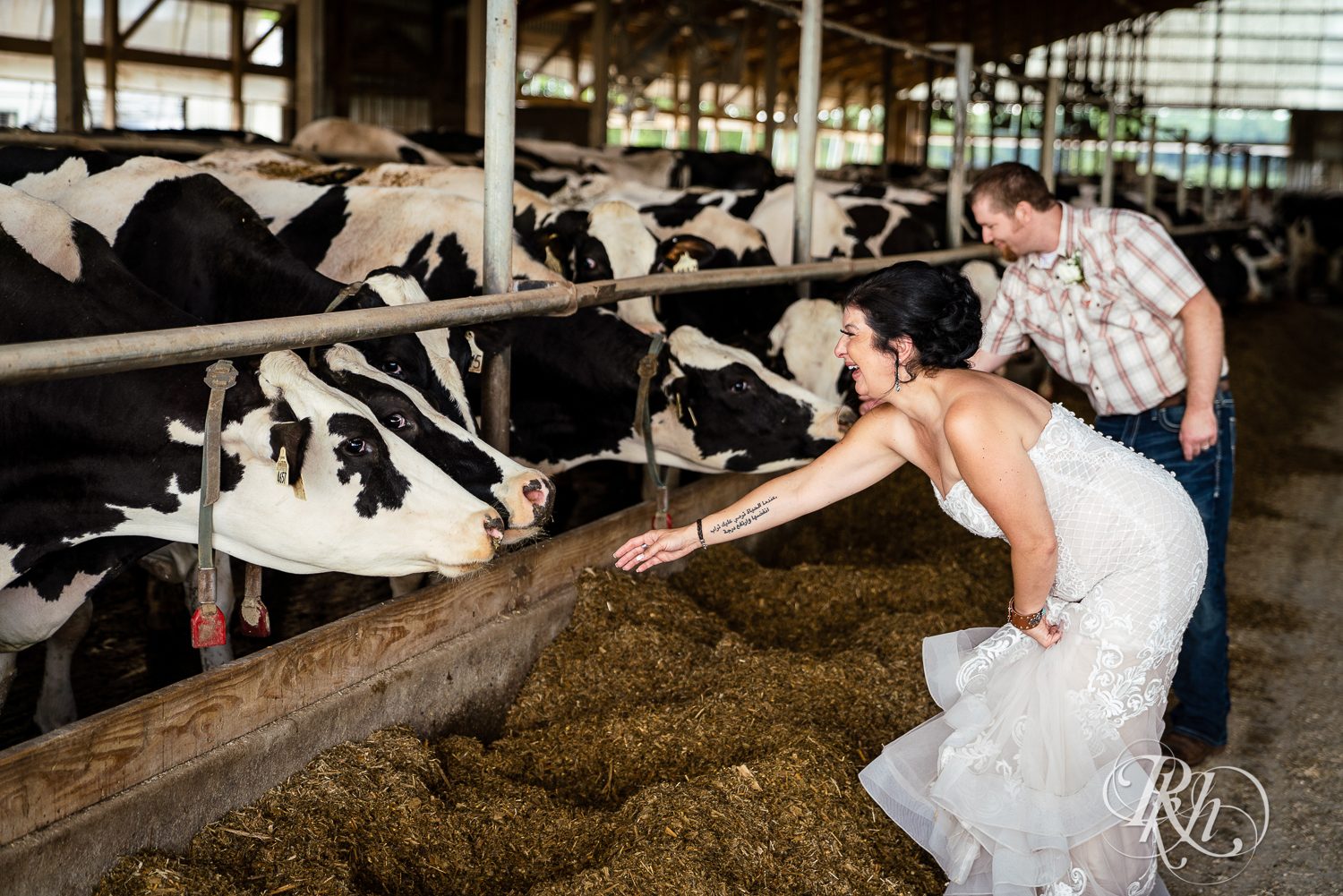 Bride and groom play with cows on either side of them at Croix View Farm in Osceola, Wisconsin.