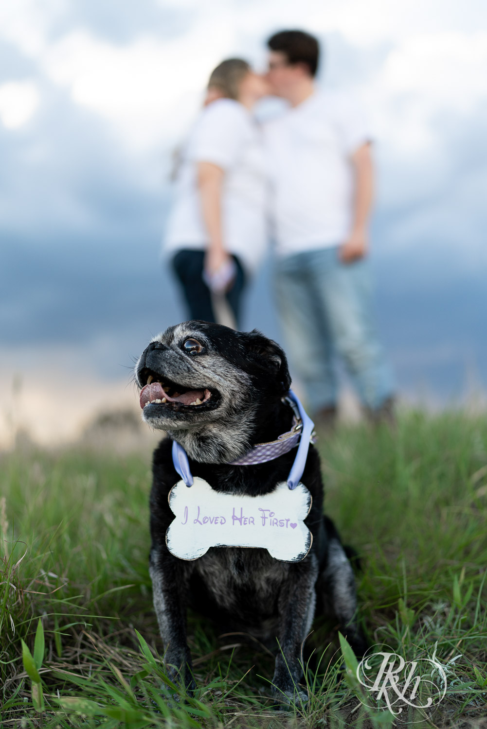 engagement photography with pugs