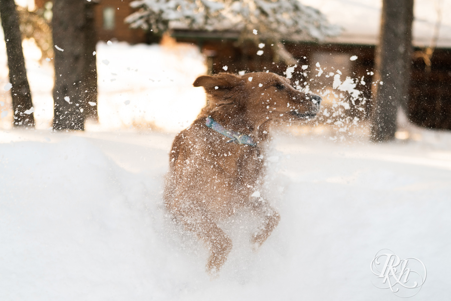 Golden Retriever playing in the snow at Grand Superior Lodge in Two Harbors, Minnesota.