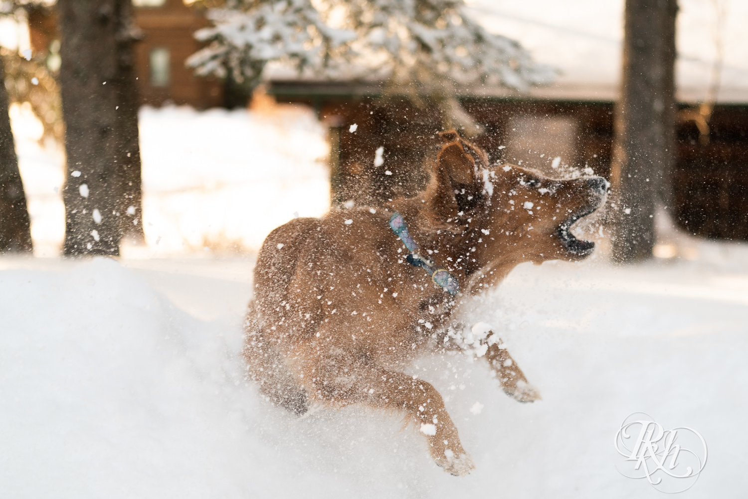 Golden Retriever playing in the snow at Grand Superior Lodge in Two Harbors, Minnesota.