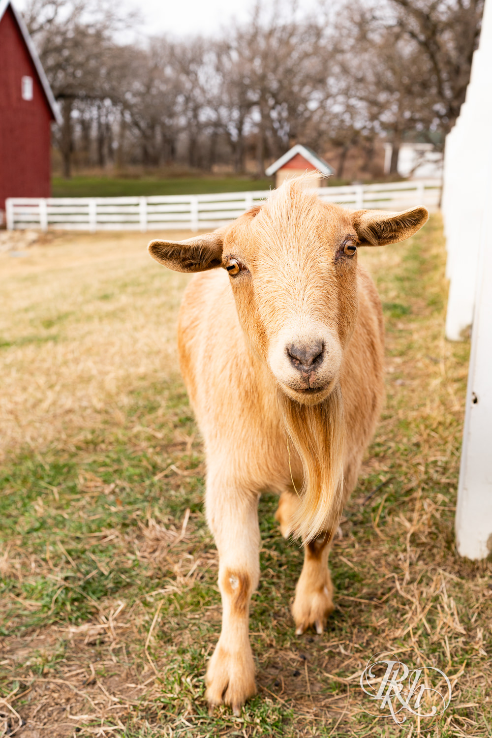 Goats look at camera on wedding day at Almquist Farm in Hastings, Minnesota.