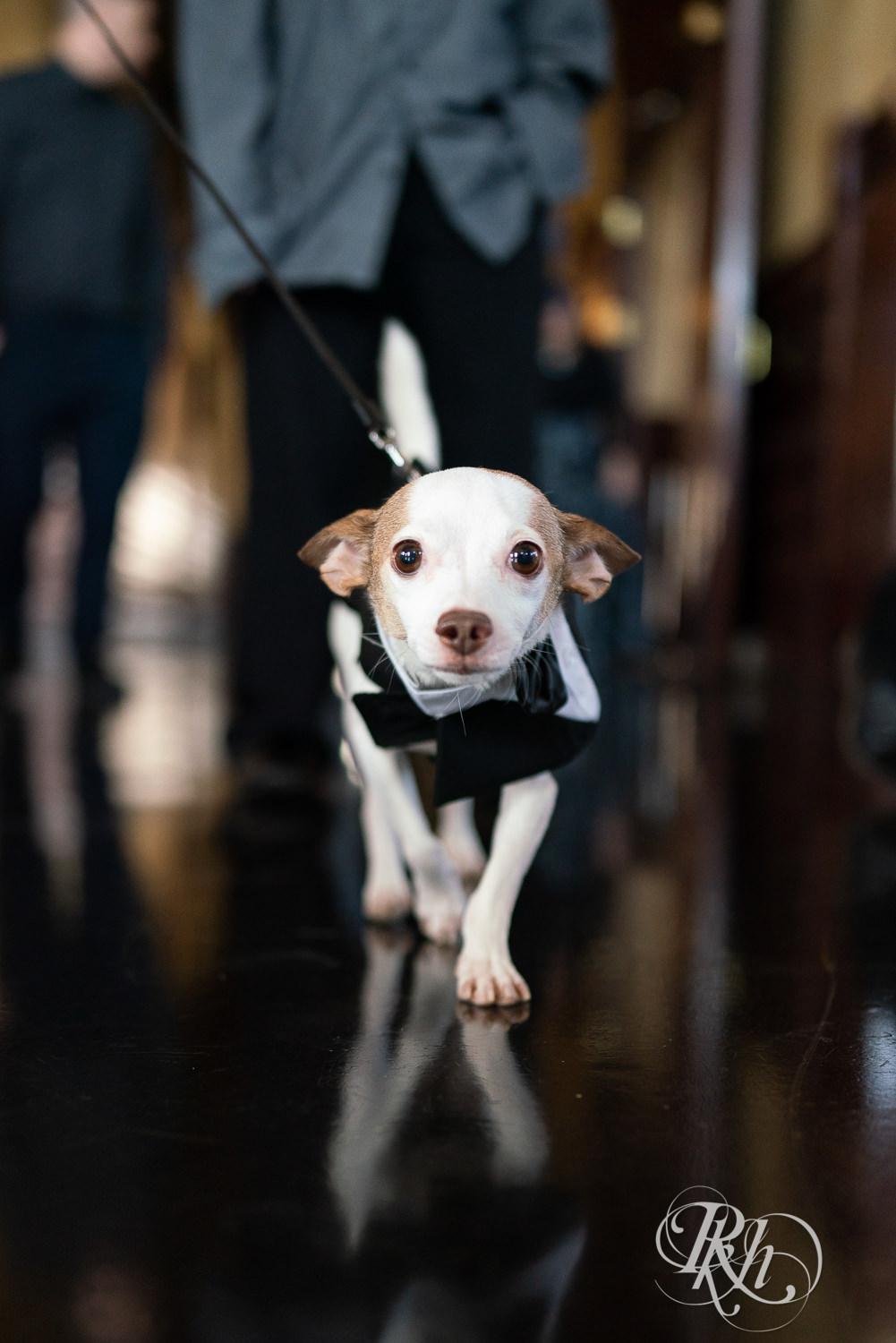 Chihuahua in tuxedo at the Historic Concord Exchange in Saint Paul, Minnesota.
