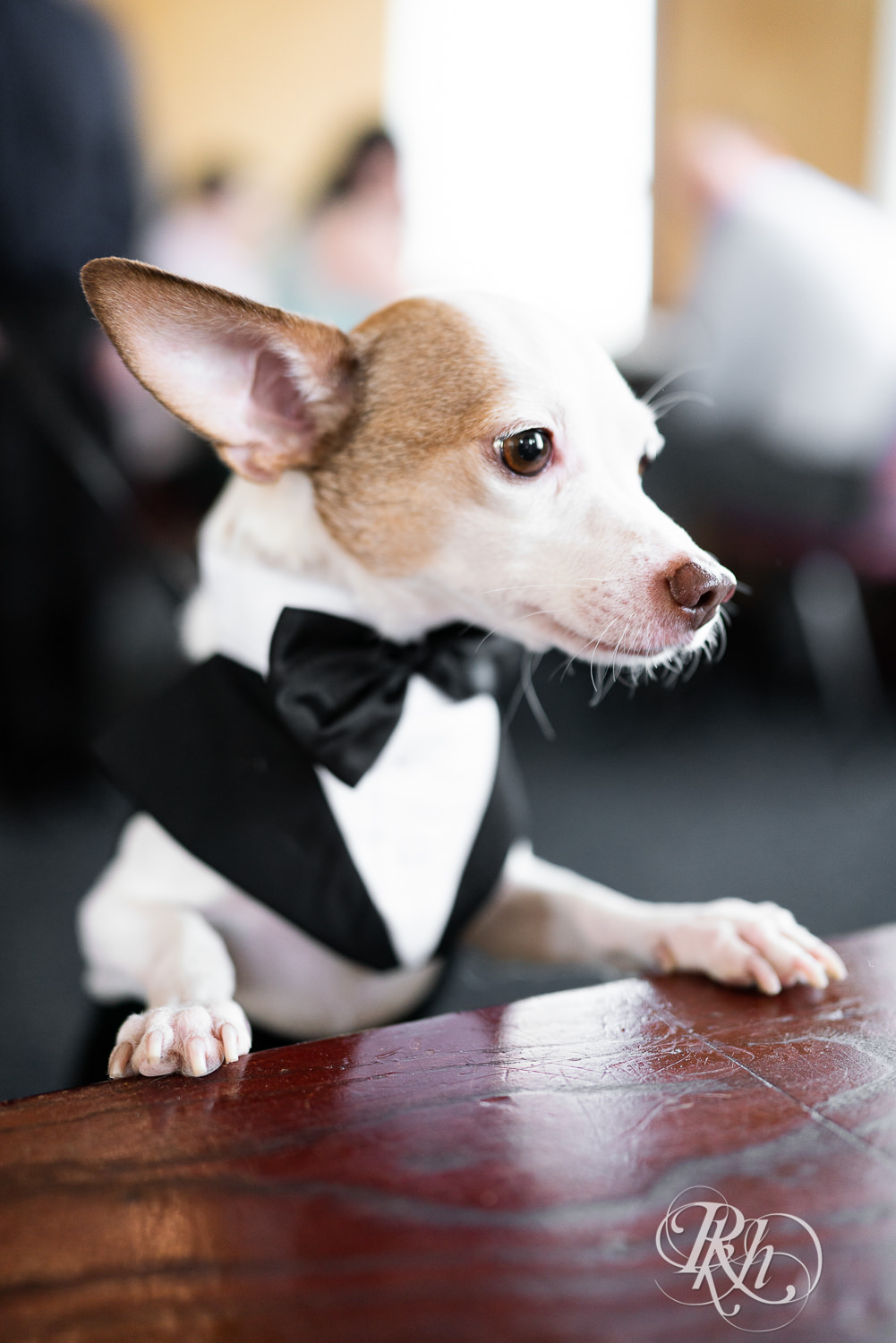 Chihuahua in wedding tuxedo at the Historic Concord Exchange in Saint Paul, Minnesota.