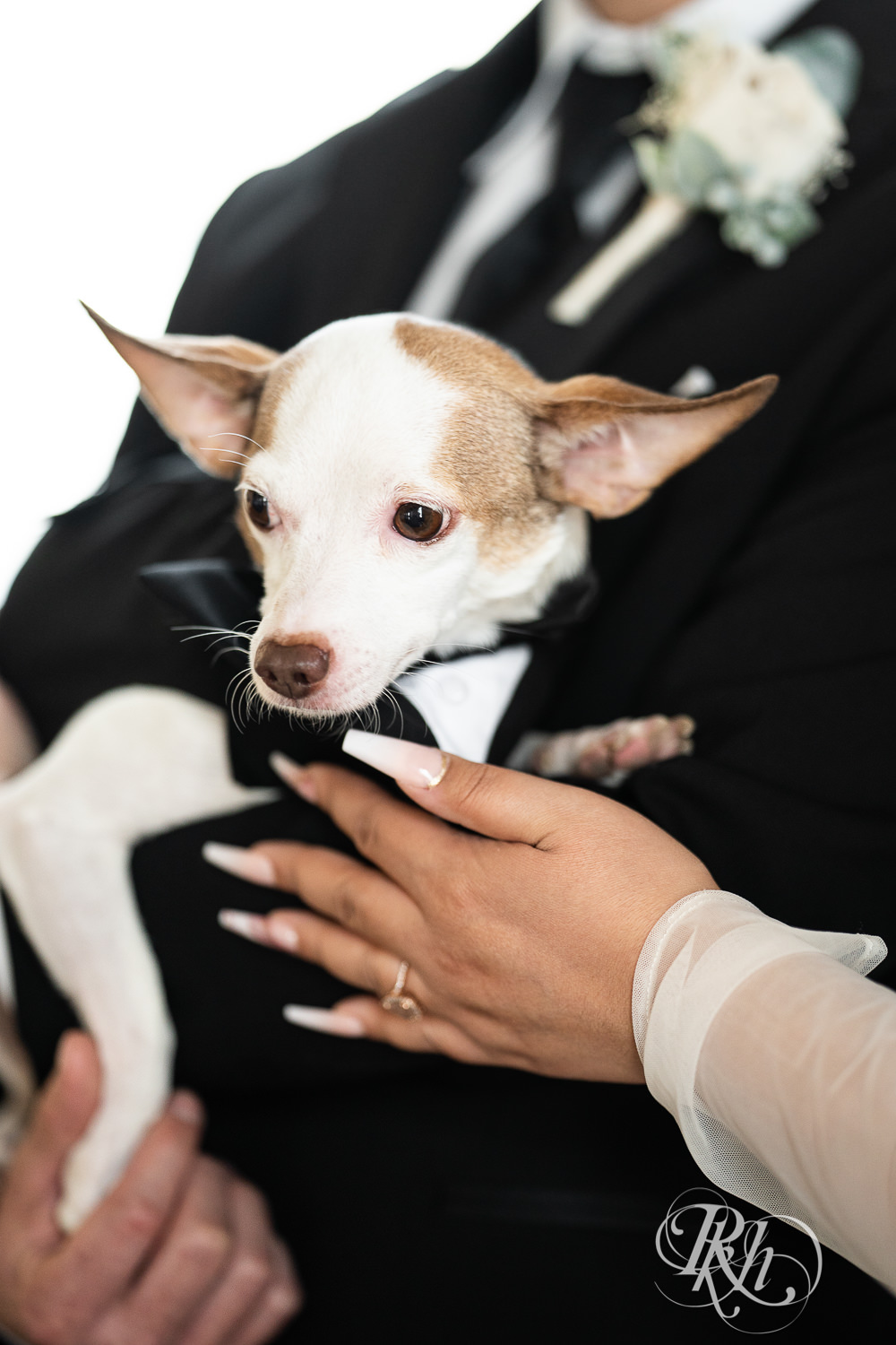 Chihuahua in wedding tuxedo at the Historic Concord Exchange in Saint Paul, Minnesota.