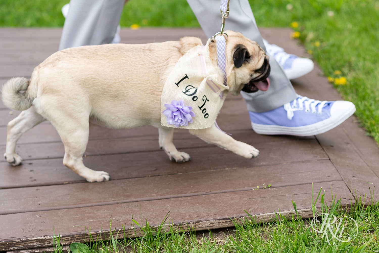 Pug walking down the aisle before ceremony at Hope Glen Farm in Cottage Grove, Minnesota.