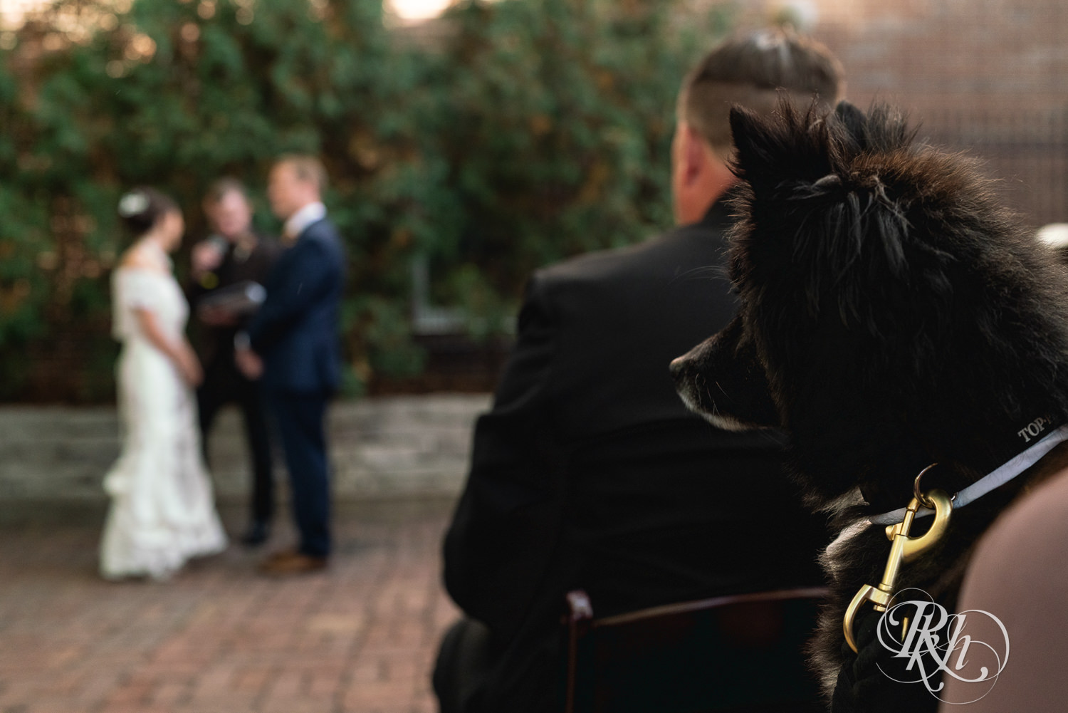 Bride and groom's dog watches the wedding ceremony at The Grand 1858 in Minneapolis, Minnesota.