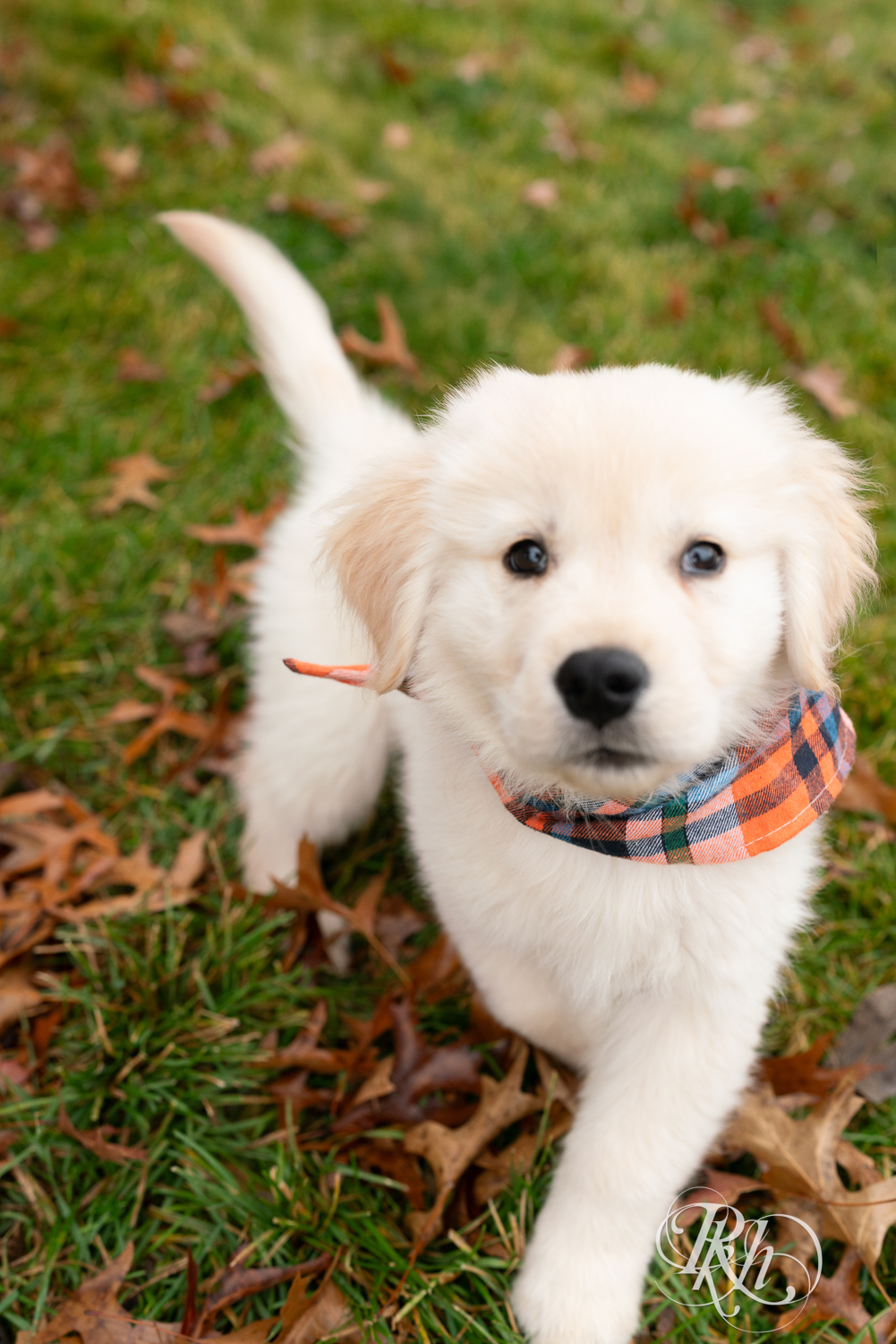 Golden Retriever puppy looks at the camera at Lebanon Hills Regional Park in Eagan, Minnesota.