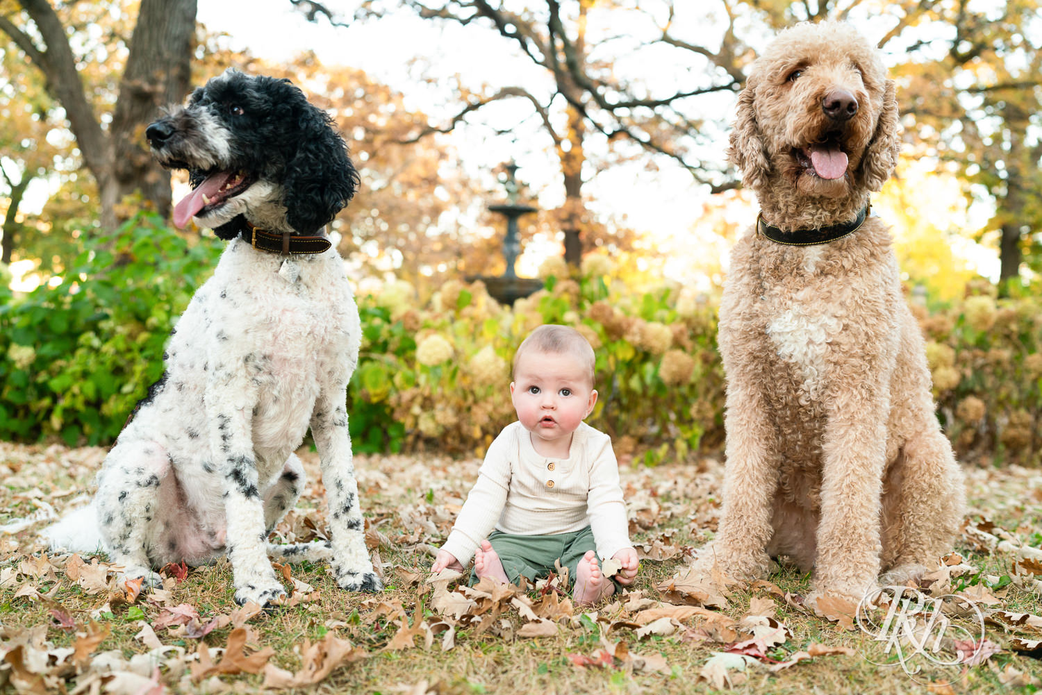 Baby sits in between two dogs  at Irvine Park in Saint Paul, Minnesota.