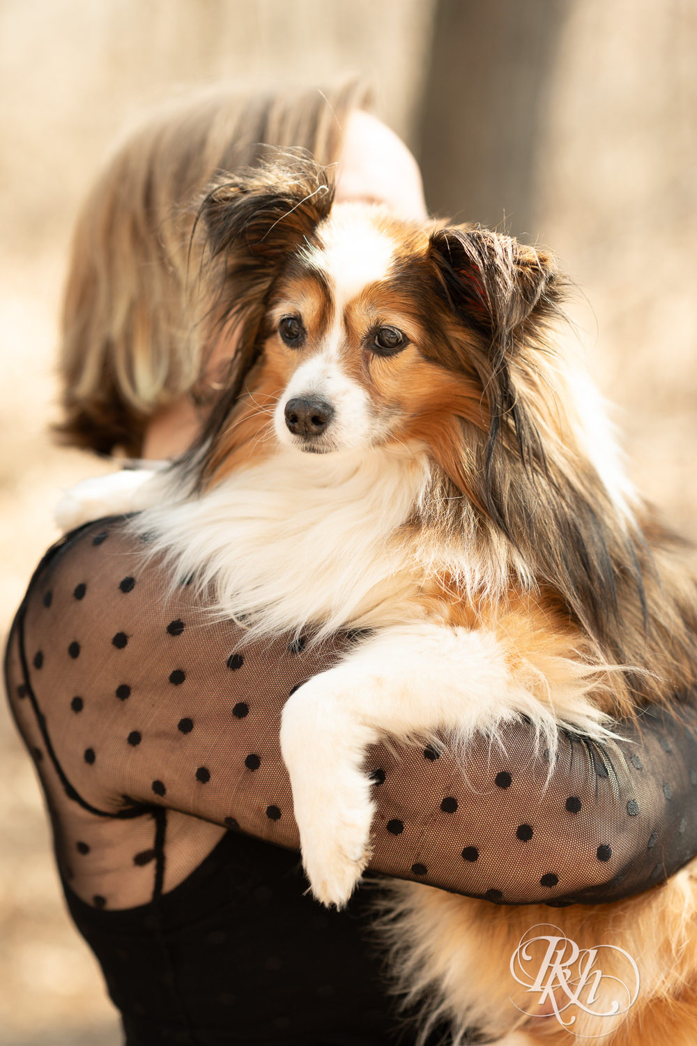 Photo of mini Aussie dog at Lebanon Hills Regional Park in Eagan, Minnesota during dog photography session.